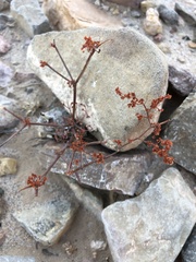 Eriogonum rotundifolium