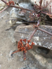 Eriogonum rotundifolium
