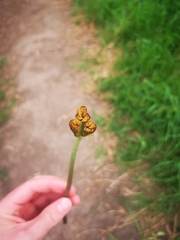 Pteridium esculentum