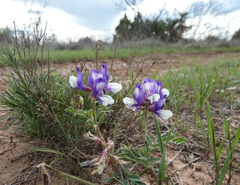 Astragalus lindheimeri