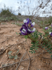 Astragalus lindheimeri
