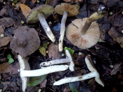 Entoloma bloxamii