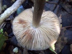 Entoloma bloxamii