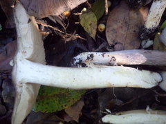 Entoloma bloxamii