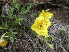 Oenothera grandis