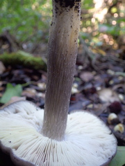 Entoloma bloxamii