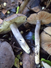 Entoloma bloxamii