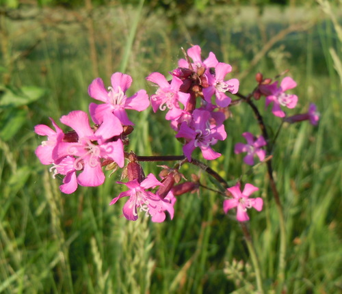 Smolnička obyčajná (Viscaria vulgaris)