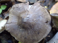 Entoloma bloxamii