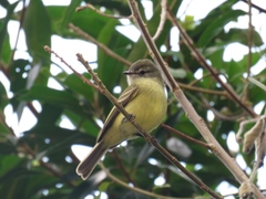 Phyllomyias fasciatus