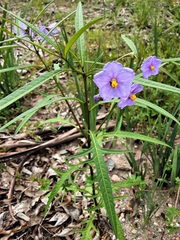 Solanum vescum