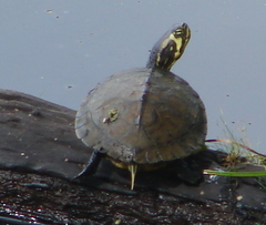 Trachemys scripta scripta