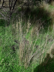 Juncus sarophorus