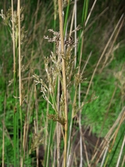 Juncus sarophorus