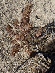 Phacelia pedicellata