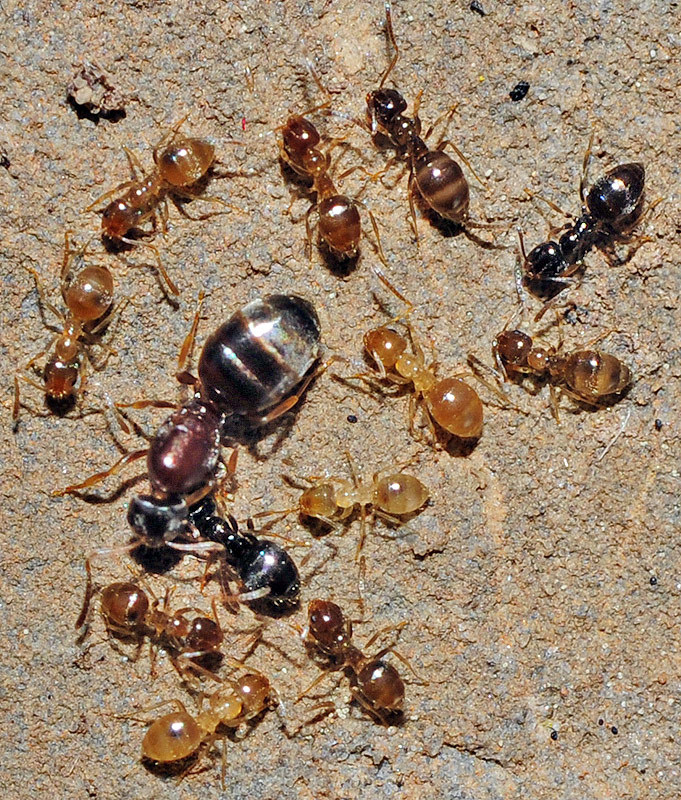 Plagiolepis schmitzii