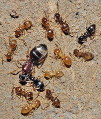 Plagiolepis schmitzii