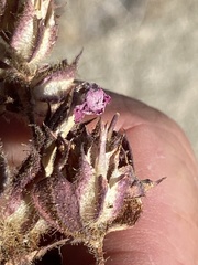Phacelia pedicellata