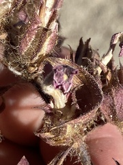 Phacelia pedicellata