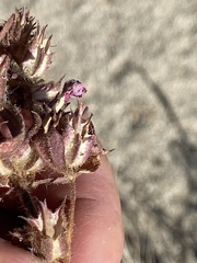 Phacelia pedicellata