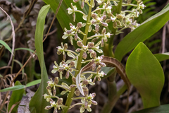 Prosthechea crassilabia