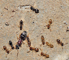 Plagiolepis schmitzii