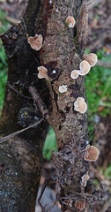 Crepidotus cesatii