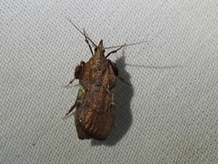 Galasa nigripunctalis