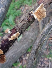 Crepidotus cesatii