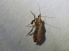 Galasa nigripunctalis