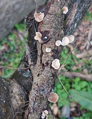 Crepidotus cesatii