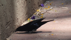 Molothrus bonariensis