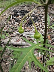 Solanum vescum
