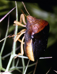 Ventocoris rusticus