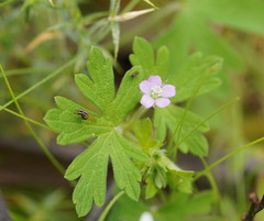 Geranium gardneri