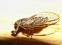 Myopsalta