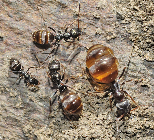 Proformica longisetaProformica longiseta