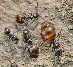 Proformica longiseta