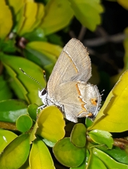 Arzecla tucumanensis