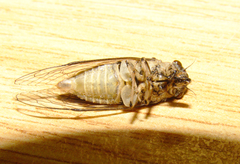 Myopsalta