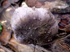 Entoloma bloxamii