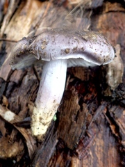 Entoloma bloxamii