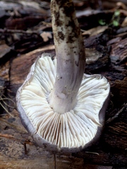 Entoloma bloxamii