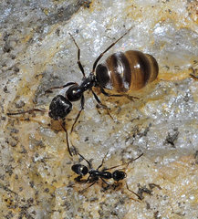 Proformica longiseta