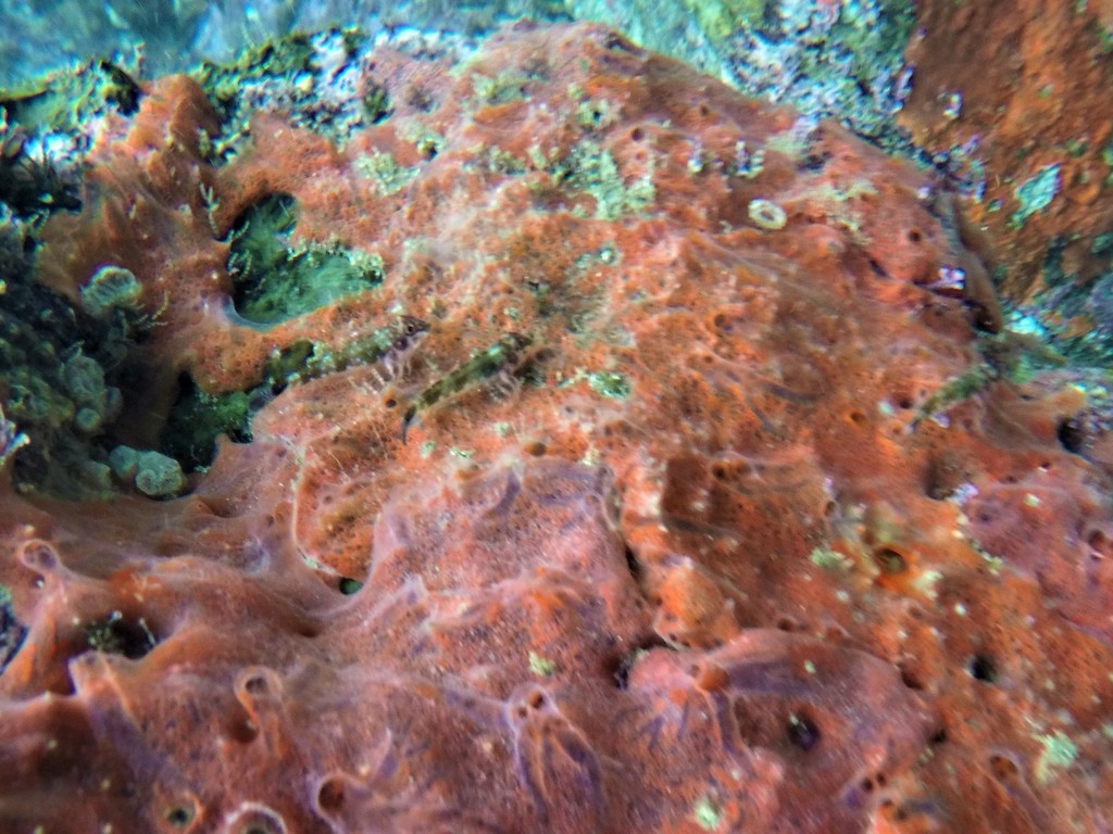 Delicate Triplefin