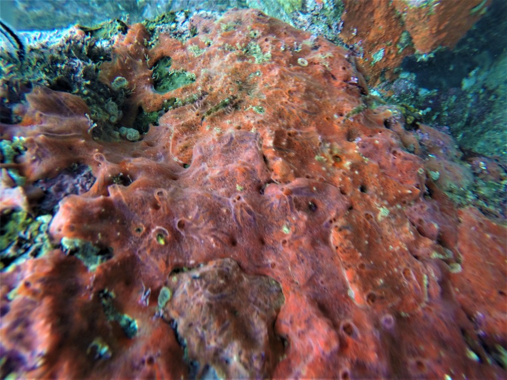 Sponge
