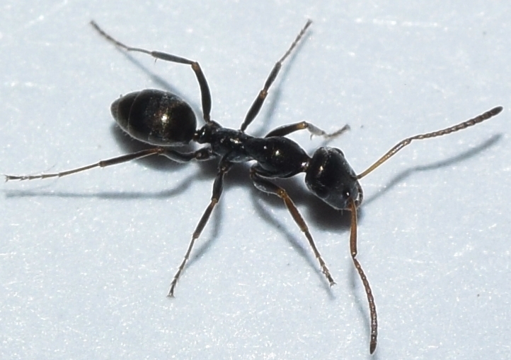 Proformica nasuta