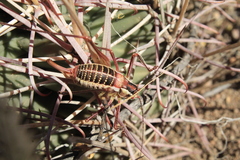 Mactruchus ischnodus