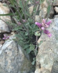 Streptanthus gracilis