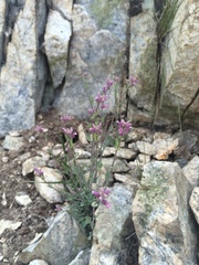 Streptanthus gracilis